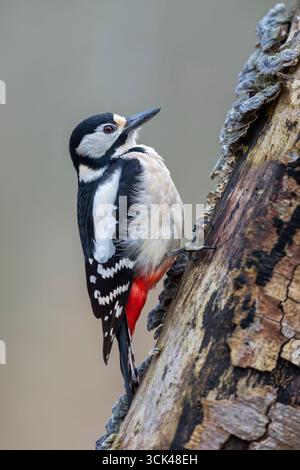 Toller Spotted Holzspecht (Dendrocopos Major). Weiblich auf einem Baumstamm. Deutschland Stockfoto
