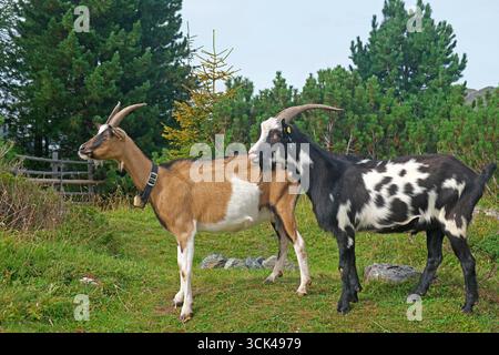 Zwei Tauernscheck-Ziegen, braun-weiß und schwarz-weiß-Piebald. Österreich Stockfoto