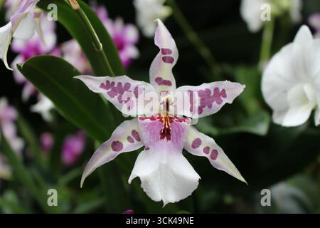 Atemberaubende Beallara-Orchideenblume Stockfoto