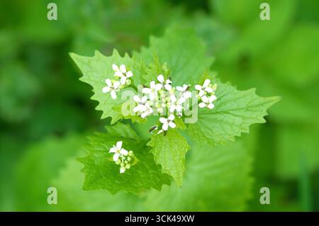 Absicherung von Knoblauch, Jack durch die Hecke, Knoblauchsrauke (Alliaria Petiolata), Blüte. Deutschland Stockfoto
