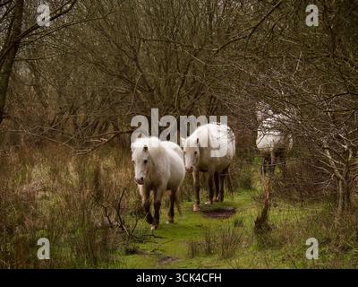 Eine Gruppe wilder walisischer Ponys, die aus den Sumpfwäldern der Gower Peninsula in Südwales auftauchen. Dieses Bild hat ein großes Gefühl von Freiheit. Stockfoto