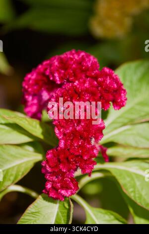Schöne rote Blume (Celosia argentea) aus nächster Nähe Stockfoto