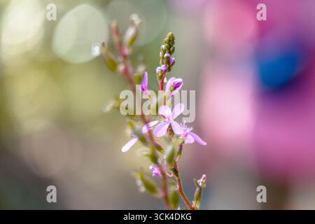 Nahaufnahme der violetten Wildblume Stockfoto