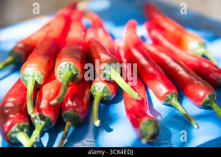 Mittlere Gruppe von frische rote Chilischoten Stockfoto