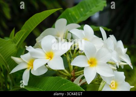 Nahaufnahme weißer und gelber Frangipani-Blüten Stockfoto
