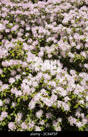 Nahaufnahme von weiß und lila blühenden Rhododendron - Azalee Strauch im Frühjahr Stockfoto