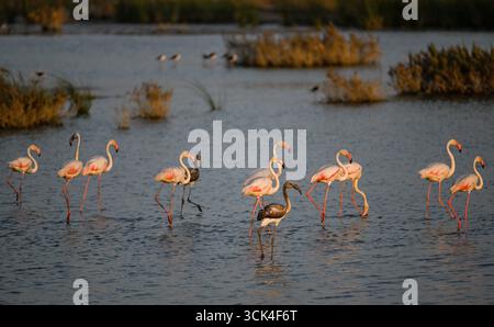 Eine Gruppe von Flamingos im iberischen Doñana-Feuchtgebiet. Das Licht bei Sonnenuntergang verleiht der Szene helle, goldene Farben. Es gibt auch junge Flamingos. Stockfoto