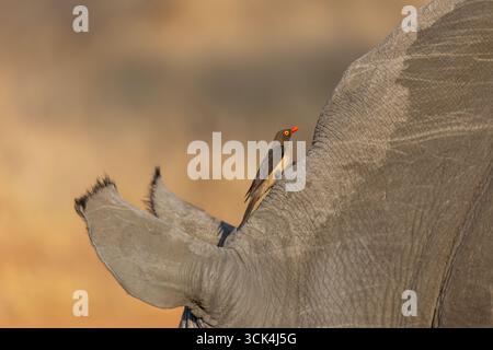 Ein Rotschnabel-Oxpecker reitet auf einem weißen Nashorn - sitzt auf dem Kopf des großen Säugetier - Nationalpark-Gebiets im südlichen Afrika. Stockfoto