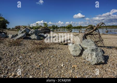 Der ruhige Abschnitt der Donau zeigt dunkle Steine und einen umgestürzten Baumstamm am Ufer. Grüne Bäume und ein fast wolkenloser Himmel sind im Hintergrund zu sehen Stockfoto