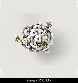 Ein Blick von oben auf ein lebhaftes Arrangement weißer und rosafarbener Blumen mit dunklen Mittelpunkten vor hellem Hintergrund. Stockfoto