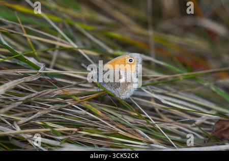 Kleiner HeideSchmetterling (coenonympha pamphilus), der auf trockenem Unkraut ruht. Limburg, Niederlande. Stockfoto