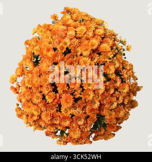 Eine lebendige Gruppe von Orangen-Chrysanthemen in voller Blüte, die ihre Schönheit und natürlichen Reiz zum Ausdruck bringen. Stockfoto