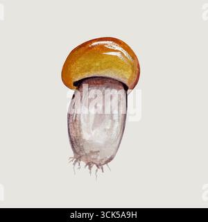 Eine Illustration eines Pilzes mit brauner Kappe und hellem Stiel. Stockfoto