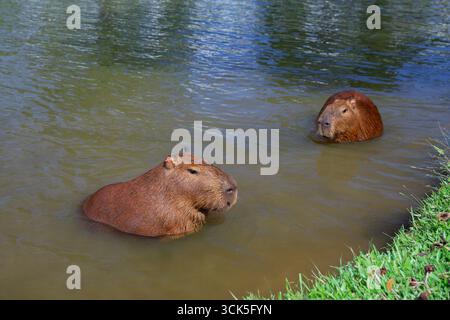 Lustige Capybaras, die baden und sich im Wasser in der Nähe eines grasbewachsenen Seeufers in Brasilien, Südamerika, entspannen. Friedliche Tierwelt mit einer halbaquatischen Mamma Stockfoto