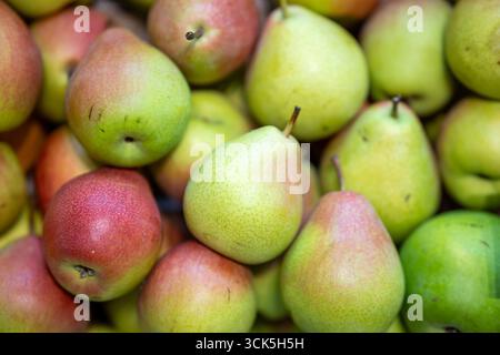 Hintergrund reifer Birnen, die auf einer Holzoberfläche liegen. Frische Obsternte, gesundes Stillleben. Draufsicht flach. Stockfoto