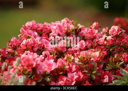 Rote Azaleen in Blüte. Stockfoto