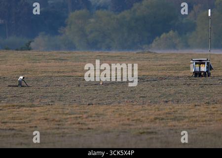 Eurasischer Steinbrach (Burhinus oedicnemus) mit Webcam-Kamera Weeting Heath Norfolk April 2025 Stockfoto