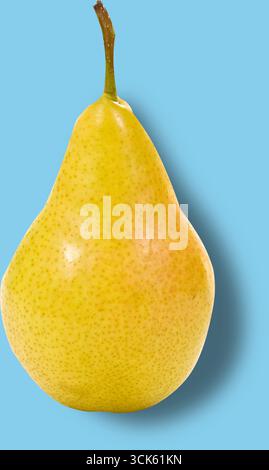 Eine reife gelbe Birne mit einer glatten Haut und einem schlanken Stiel, die ihre natürliche Farbe und Textur zeigt. Stockfoto