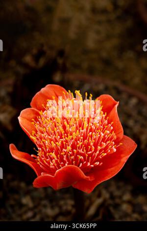 Natürliches Nahaufnahme blühendes Pflanzenporträt des exotischen und extrem schönen Haemanthus coccineus, Kaptulpe. Seelenvoll, faszinierend, eindringlich, mutig Stockfoto