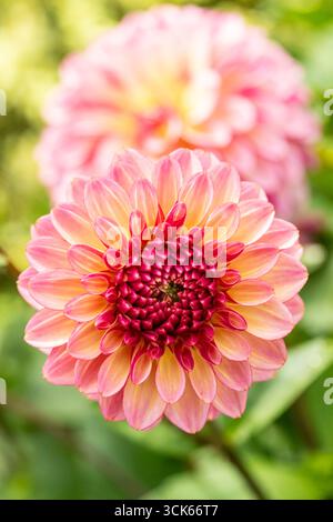 Charmante Dahlia „Foxy Lady“. Natürliches Nahaufnahme blühendes Pflanzenporträt. Verführerisch, zuverlässig, echt, stimmungsvoll, Nouveau, gesund, seelenvoll, faszinierend Stockfoto