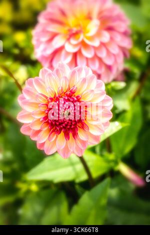 Charmante Dahlia „Foxy Lady“. Natürliches Nahaufnahme blühendes Pflanzenporträt. Verführerisch, zuverlässig, echt, stimmungsvoll, Nouveau, gesund, seelenvoll, faszinierend Stockfoto