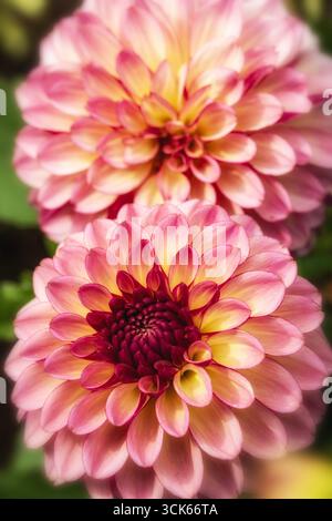 Charmante Dahlia „Foxy Lady“. Natürliches Nahaufnahme blühendes Pflanzenporträt. Verführerisch, zuverlässig, echt, stimmungsvoll, Nouveau, gesund, seelenvoll, faszinierend Stockfoto