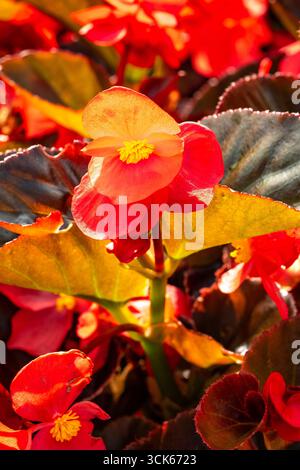 Atemberaubendes, produktives und leuchtendes rotes Begonia „Big Red Bronze Leaf“. Natürliches Nahaufnahme blühendes Pflanzenporträt. Bewundert, bringt Schönheit, Objekte der Romantik Stockfoto