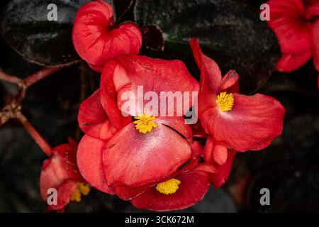 Natürliches Nahaufnahme blühendes Pflanzenporträt der atemberaubenden Begonia „Wikingerrot auf Schokolade“. Aufmerksamkeit erregend, schön, blühend, rot, kühl, Stockfoto