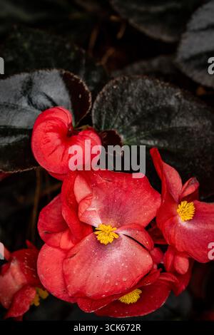 Natürliches Nahaufnahme blühendes Pflanzenporträt der atemberaubenden Begonia „Wikingerrot auf Schokolade“. Aufmerksamkeit erregend, schön, blühend, rot, kühl, Stockfoto