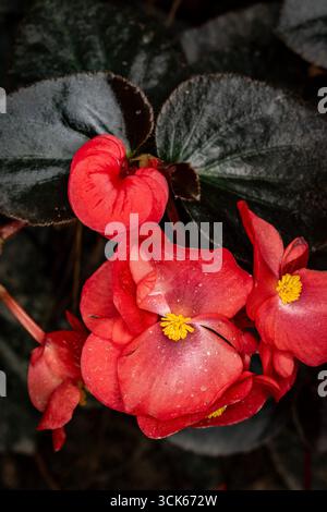 Natürliches Nahaufnahme blühendes Pflanzenporträt der atemberaubenden Begonia „Wikingerrot auf Schokolade“. Aufmerksamkeit erregend, schön, blühend, rot, kühl, Stockfoto