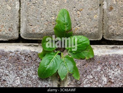 Löwenzahnkraut Taraxacum officinale Pflanze wächst durch Gartenfertiger Steine. Stockfoto
