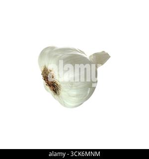 Ein Nahbild einer einzelnen Knoblauchzwiebelpflanze mit Textur und natürlicher Farbe. Stockfoto