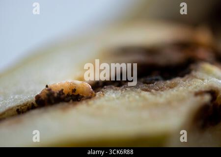 Ein Wurm in einer Bio-Birne, aufgenommen in Berlin, 10.09.2025. Berlin Deutschland *** Ein Wurm in einer organischen Birne, fotografiert in Berlin, 10 09 2025 Berlin Deutschland Copyright: XAmreixSchulzx Stockfoto