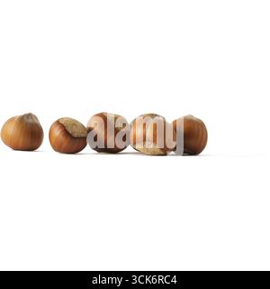 Eine Reihe von Haselnüssen, die ihre glatten, braunen Schalen zeigen. Stockfoto