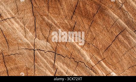 Nahansicht eines Baumstamms mit natürlichen Mustern und Texturen. Stockfoto