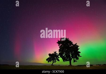 Zwei Baumsilhouetten stehen auf einem offenen Feld unter einer lebhaften aurora Borealis. Der Nachthimmel über Litauen leuchtet in leuchtendem Pink, Grün und Lila Stockfoto
