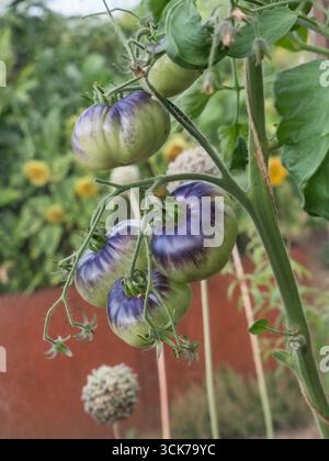 BLAUE BEAUTY-TOMATEN, eine Gruppe von üppigen blauen/violetten Tomaten, auch bekannt als blaue Tomaten, reift an der Rebe im Kleingarten Stockfoto