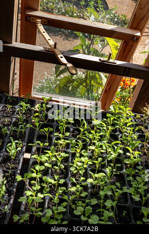Senfkörner 'Green-in-the-Snow' brassica, die in Modultabletts im traditionellen Gewächshaus herausstechen.hohe Konzentrationen von Vitamin A und C, Kalzium und Kali. Stockfoto