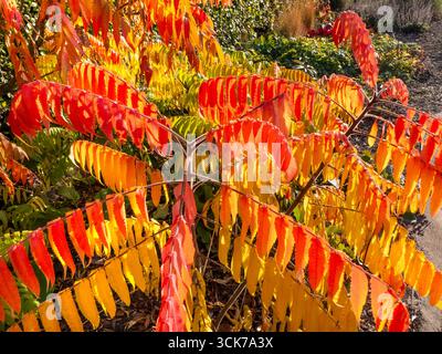 RHUS TYPHINA Hirschhornsumach. Sumac ein Laubstrauch oder kleiner Baum, der für sein lebhaftes Herbstlaub bekannt ist, verwandelt sich in auffällige Rot- und Orangenblüten Stockfoto