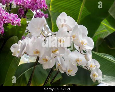 MOTTEN ORCHIDEEN zeigen weiße Phalaenopsis-Orchideen, die allgemein als Motten-Orchideen bekannt sind und in tropischen Situationen von der erstickten Sonne beleuchtet werden. Phalaenopsis sind in Südostasien, den Philippinen und Australien beheimatet, wo sie als Epiphyten auf Bäumen oder als Lithophyten auf Felsen wachsen. Sie können zu jeder Jahreszeit blühen und so spektakuläre Pflanzen erzeugen, die mehrere Monate halten. Stockfoto