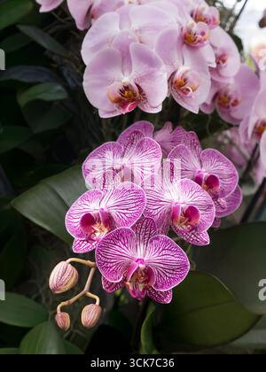 MOTTE Orchideen phalaenopsis Moth Orchidee aus nächster Nähe im Frühling mit Knospen, durchflutetem Sonnenlicht im Inneren Stockfoto