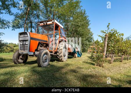Alter roter Traktor mit Anhänger, der neben Weinbergen geparkt ist, während der Traubenernte an einem sonnigen ländlichen Tag. Stockfoto