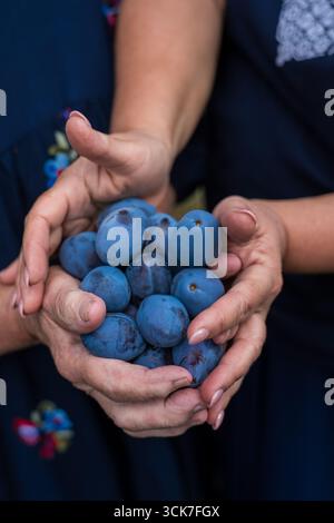 Nahaufnahme von Reifen blauen Pflaumen in Händen von zwei Frauen im Freien, Natur auf Hintergrund Stockfoto