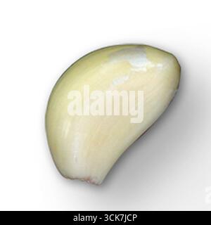 Ein Nahbild einer einzelnen Knoblauchzehe mit glatter Oberfläche und blasser Farbe. Stockfoto