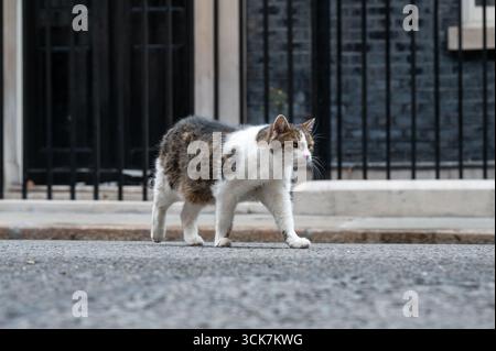 London, Großbritannien. 10. September 2025. Larry, die Katze, der Chief Mouser zum Kabinettsbüro, geht an der Tür der Downing Street 10 vorbei. Anrede: Andrea Domeniconi/Alamy Live News Stockfoto