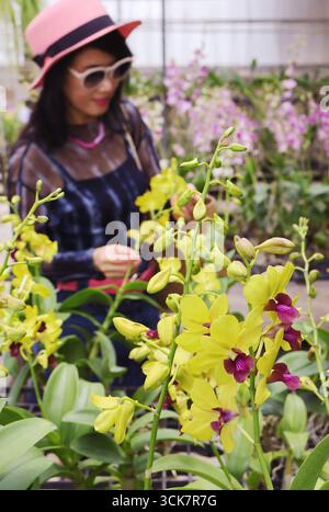 Bunte blühende gelbe und lila Orchideen mit verschwommener Frau, die Blumen im Hintergrund auswählt Stockfoto