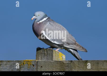 Wood Pigeon, Columba Palumbus, Ein einzelner erwachsener Vogel auf einem Klippenzaun Norfolk April Stockfoto