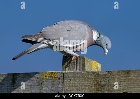 Holztaube, Columba Palumbus, erwachsener Vogel auf einem Klippenzaun nach Norfolk April Stockfoto