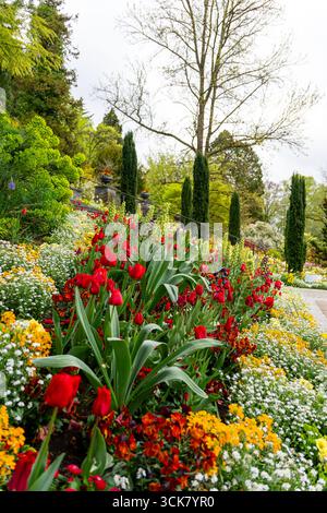 Leuchtende rote und gelbe Tulpen auf der Insel Mainau mit Bäumen im Hintergrund schaffen eine farbenfrohe Frühlingsgartenszene. Stockfoto