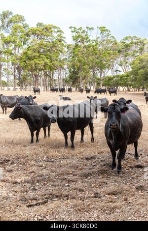 Schwarze Rinder in der Nähe von Karridale, Margaret River Region, Shire of Augusta in der Südwestaustralischen Region Stockfoto